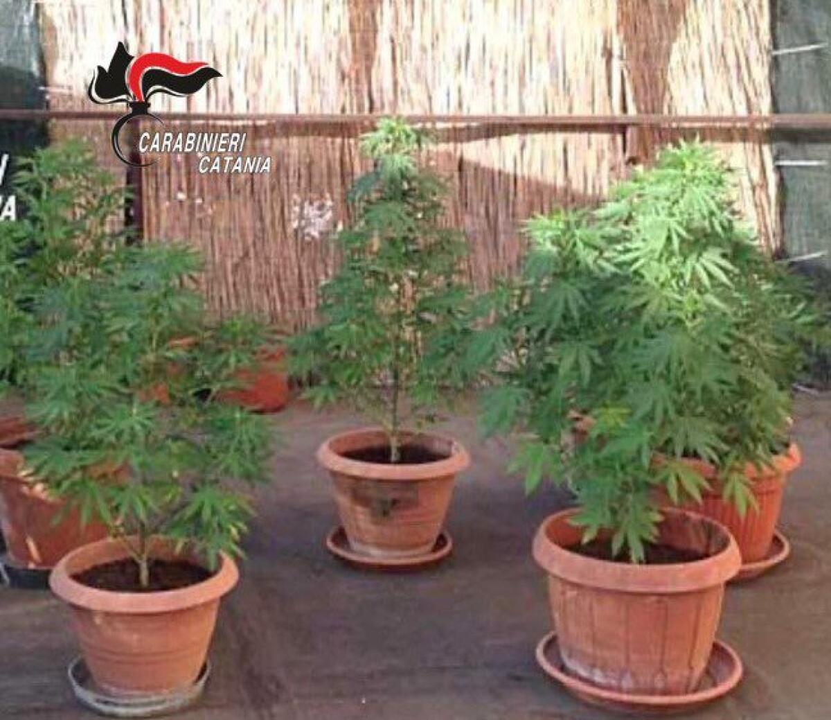 MASCALUCIA TRADITO DAL SUO “POLLICE VERDE” E DALL’ODORE “DELL’ERBA DI CASA”: DENUNCIATO. - 