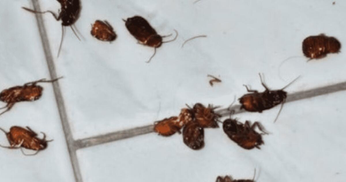 SIRACUSA SPORCIZIA E BLATTE, CHIUSO RISTORANTE ORIENTALE PER GRAVI CARENZE IGIENICO - 