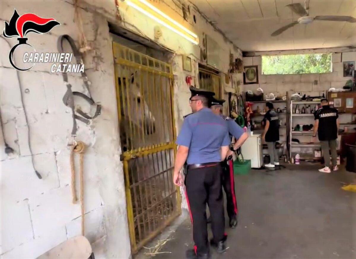 Paternò, corsa clandestina alle pendici dell’Etna, 5 denunciati. - 