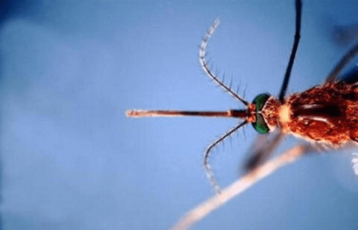 CONFERMATA A CATANIA LA PRESENZA DEL WEST NILE - 