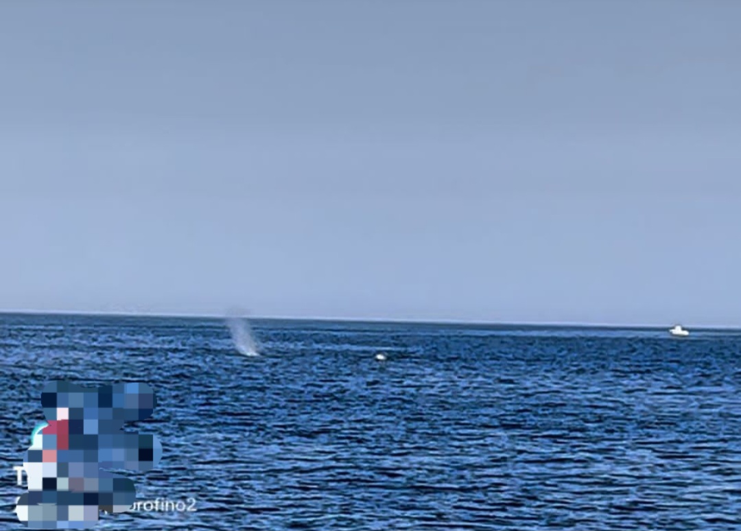 AVVISTAMENTO DI UN CAPODOGLIO TRA CATANIA E SIRACUSA. FOTO E VIDEO