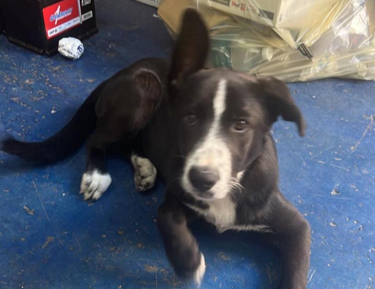 PATERNO' CHI LO RICONOSCE, TROVATO IN ZONA CORSO SICILIA - 