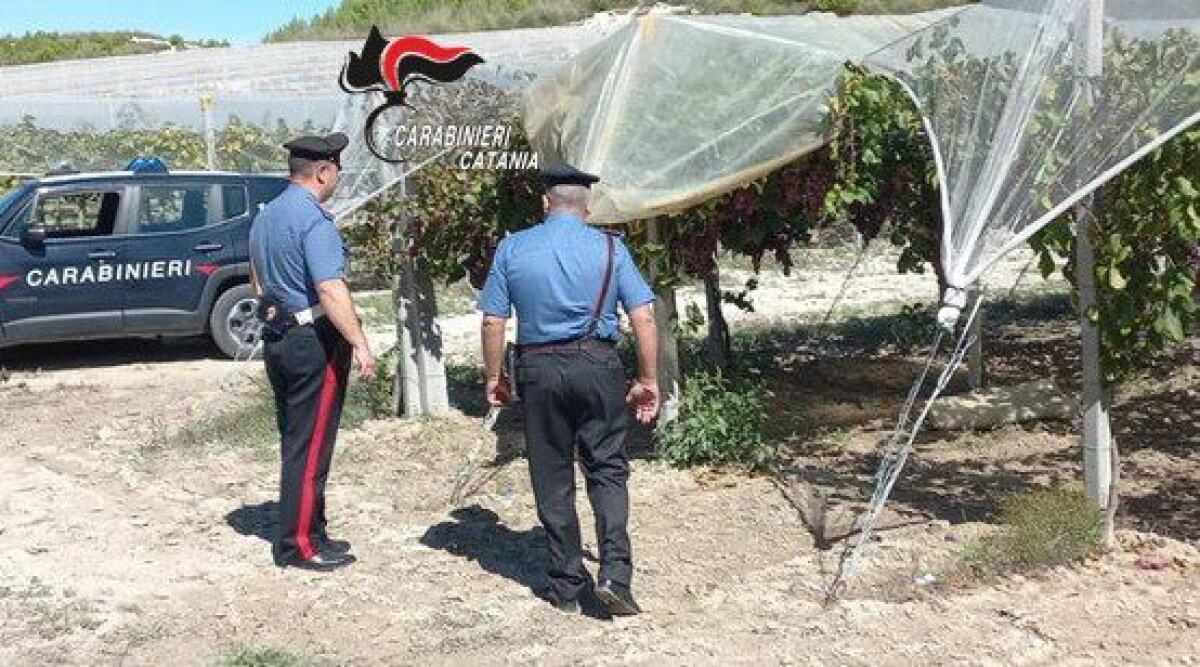 CALTAGIRONE E COMPRENSORIO CALATINO. FURTI D’UVA: LADRI DI ACCORGONO DELLA PRESENZA DEI CARABINIERI E SI DANNO ALLA FUGA - 