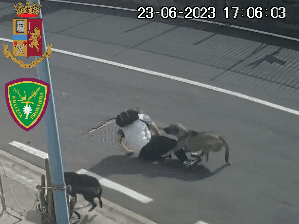 CATANIA. TRE CANI AGGREDISCONO ALL'INTERNO DEL PORTO UN DIPENDENTE DEL CANTIERE NAUTICO, UNA DENUNCIA - 