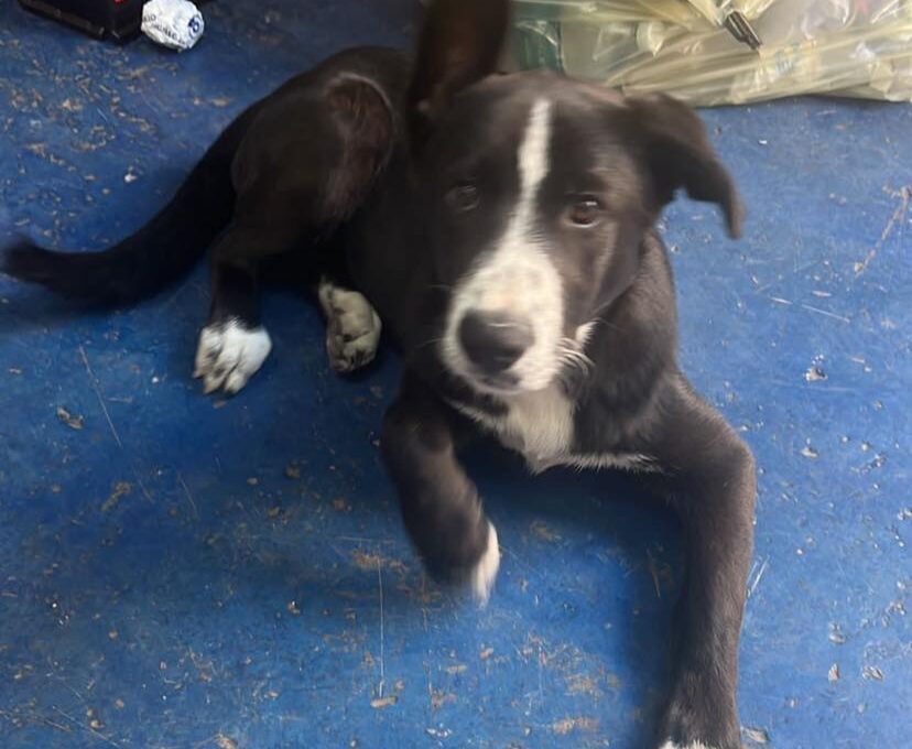 PATERNO' CHI LO RICONOSCE, TROVATO IN ZONA CORSO SICILIA