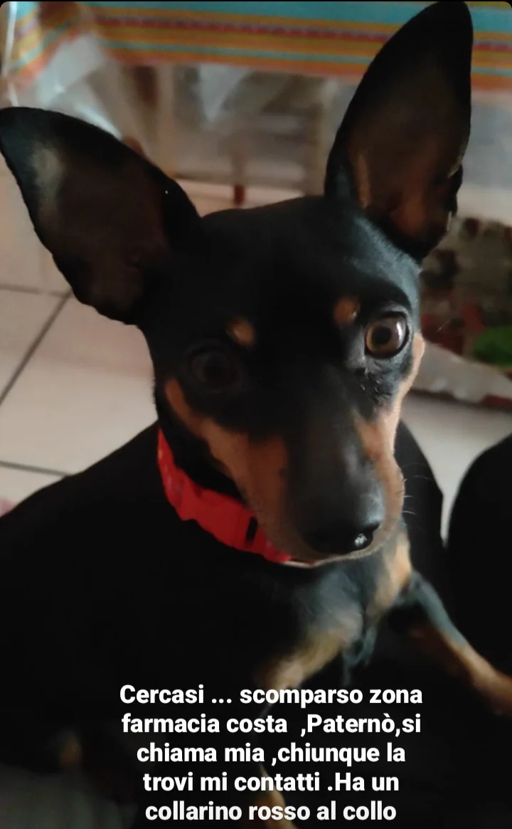 PATERNO'. AIUTATEMI A RITROVARE MIA