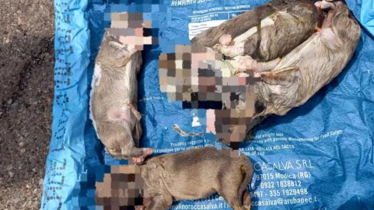 ORRORE A RIPOSTO, TROVATI 11 CUCCIOLI CONGELATI IN UN CANILE - 