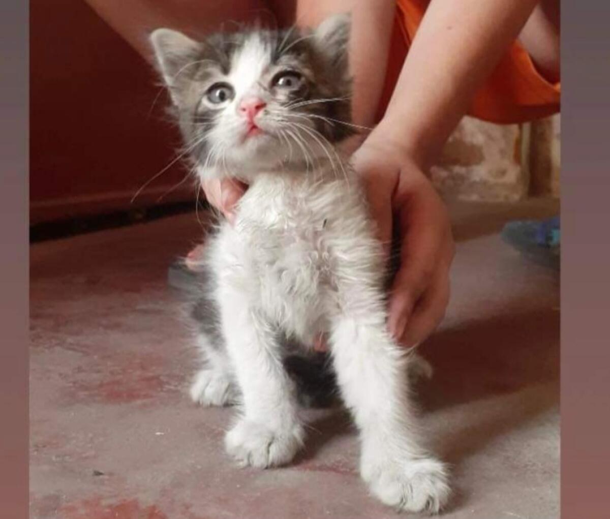 PATERNO': DELIZIOSA GATTINA, TROVATA  IN ZONA SCALA VECCHIA CERCA CASA - 