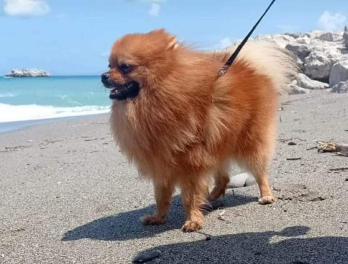 AIUTATEMI A RITROVARE SIMBA - 