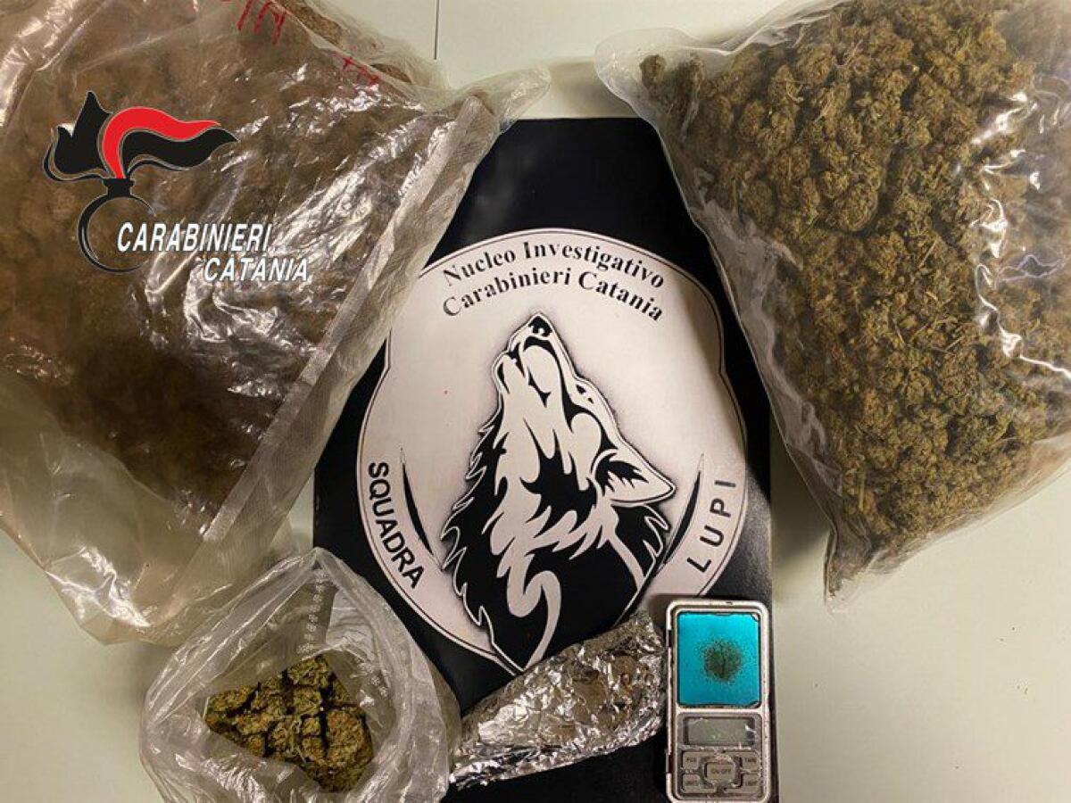 CATANIA. LUPI SCOPRONO INSOSPETTABILE CON 1,8 KG DI MARIJUANA A CASA - 
