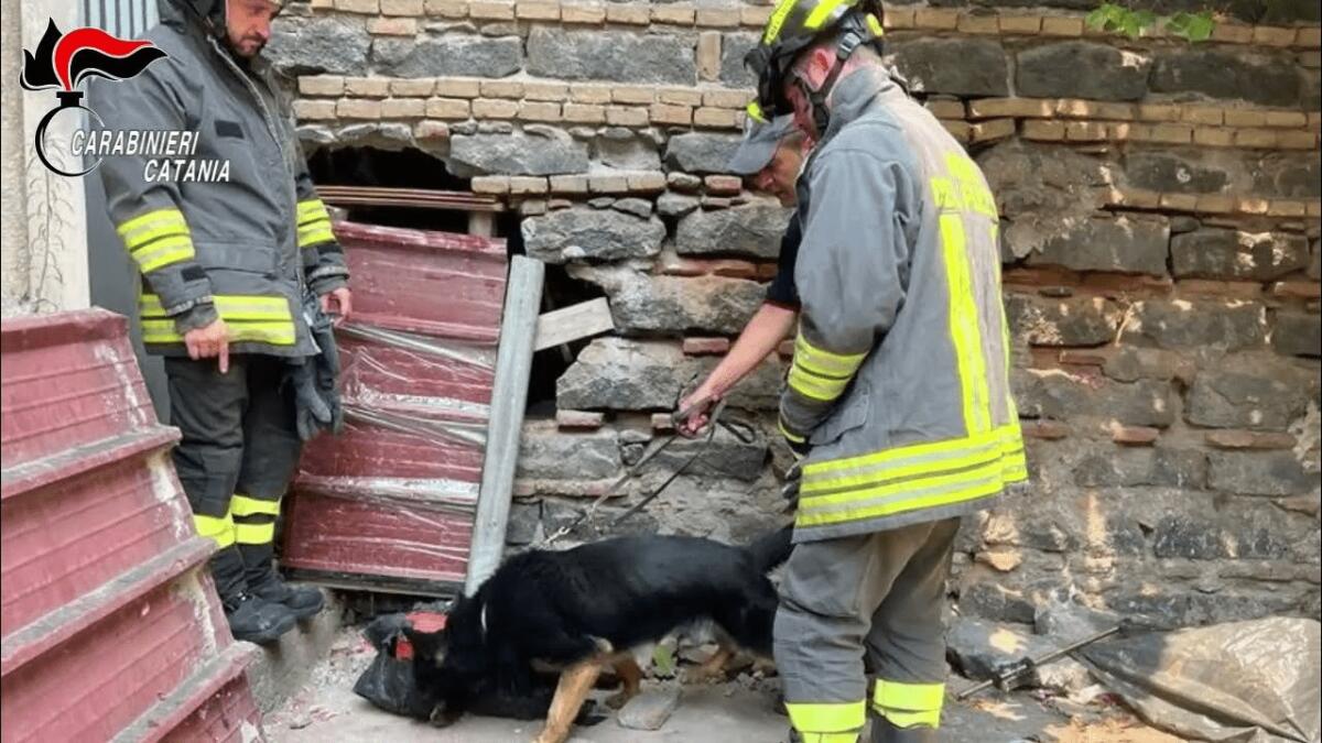 ARMI E DROGA SCOVATE DAI CANI DEI CARABINIERI A CATANIA, TROVATI DIECI CHILI DI MARIJUANA - 