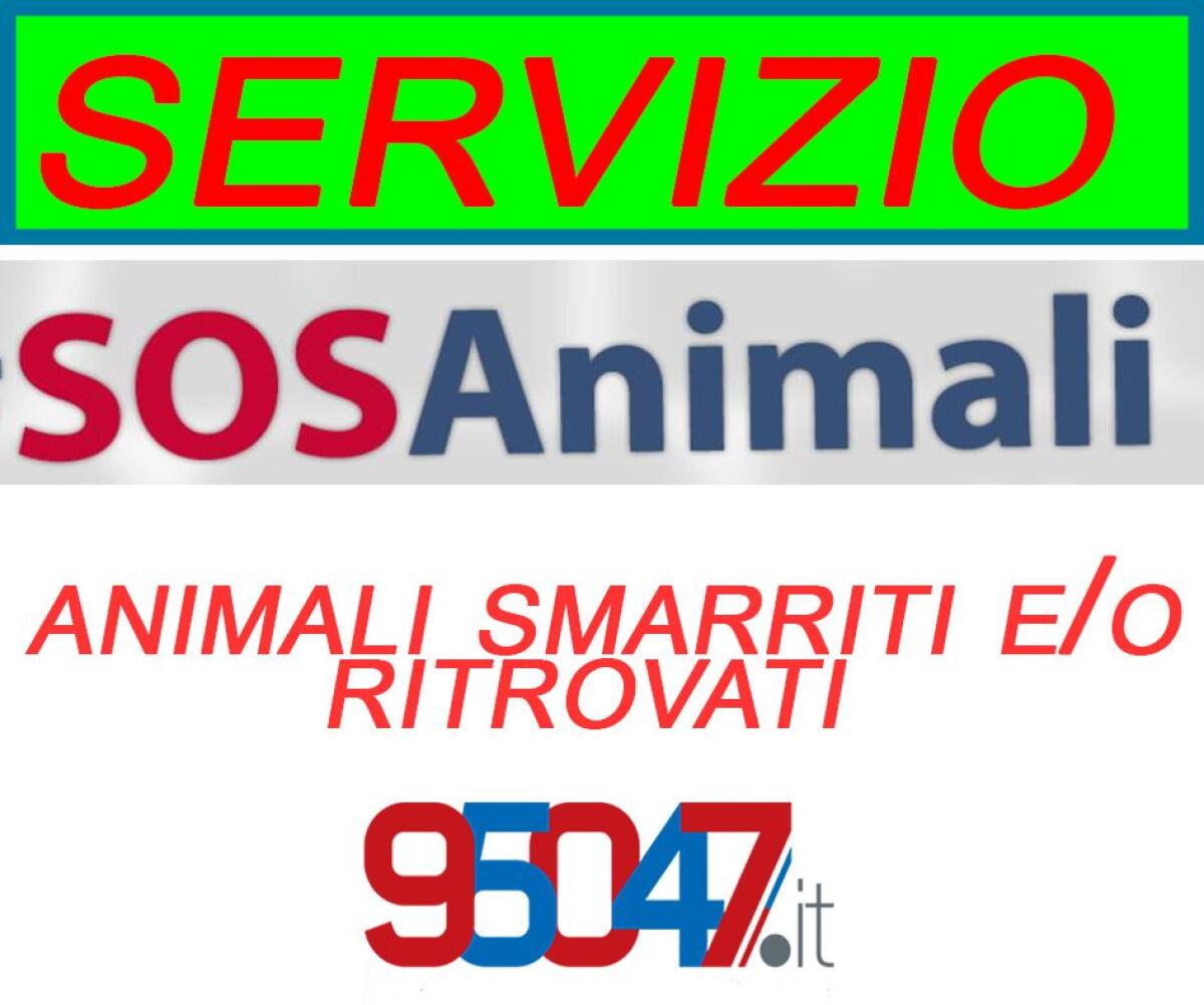 RUBRICA SOS ANIMALI - AIUTACI A RIUNIRE GLI AMICI PELOSI CON LE LORO FAMIGLIE - 