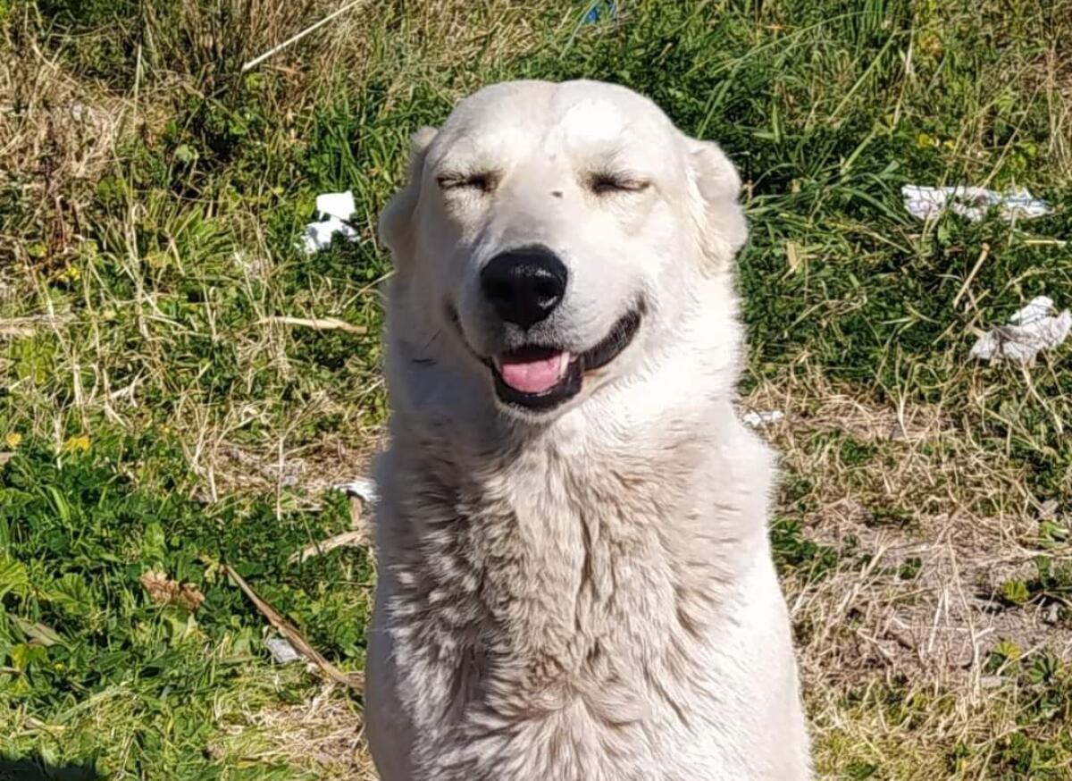 PATERNO'. AIUTATEMI A RITROVARE "PRINCIPESSA" - 