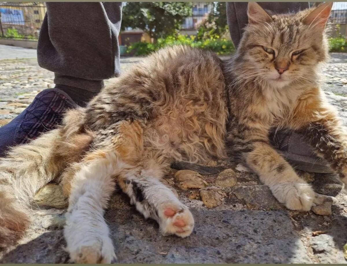 PATERNO'. SMARRITA BIJOUX - 