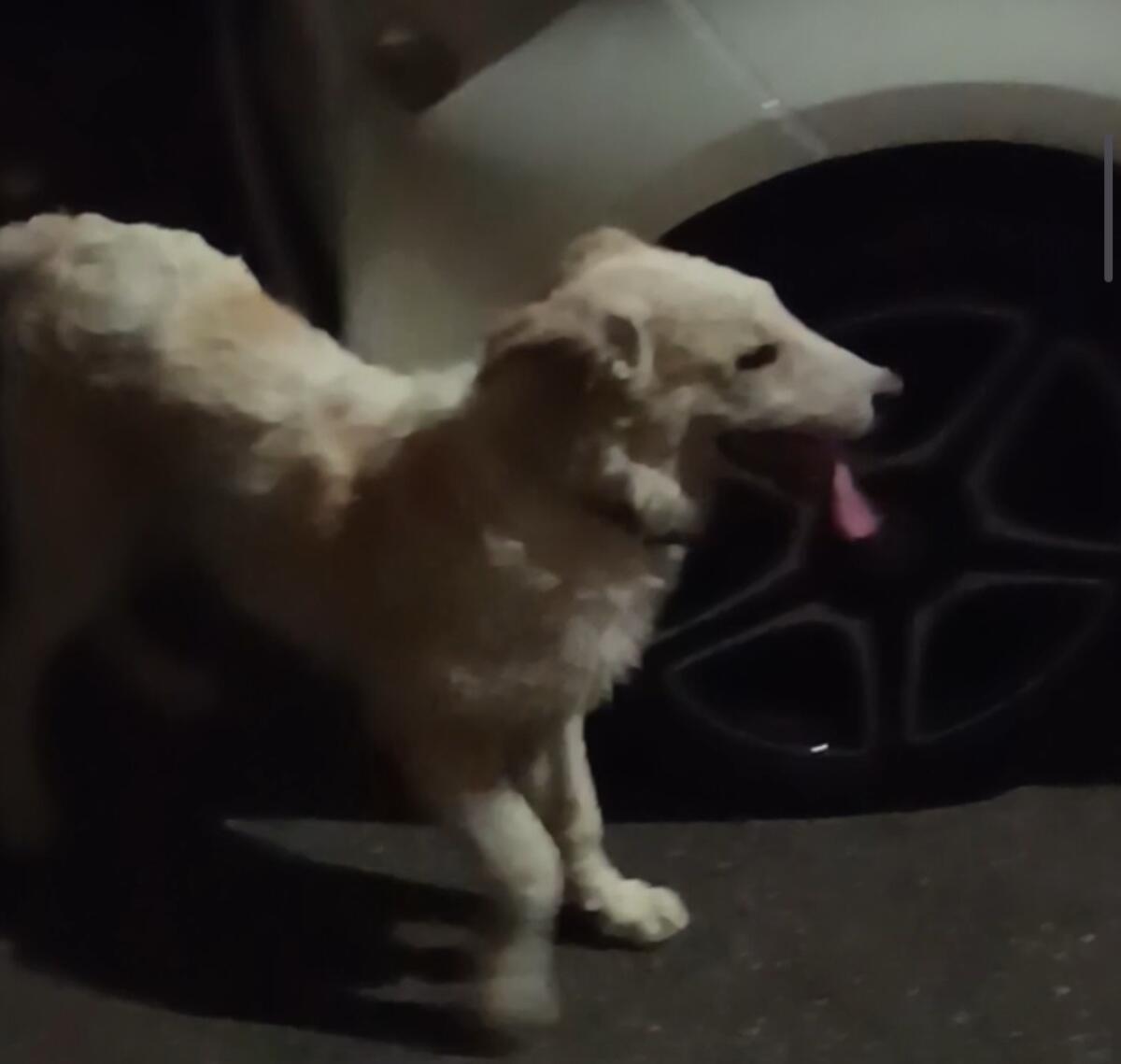 Paternò. Chi lo riconosce. - 