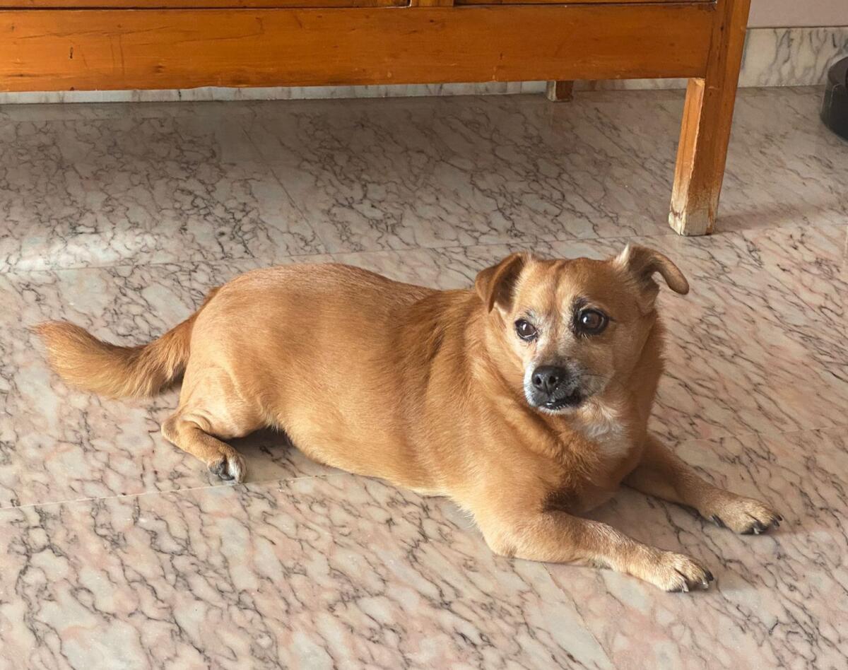 CAGNOLINA ANZIANA SMARRITA DURANTE IL TEMPORALE A RAGALNA - 