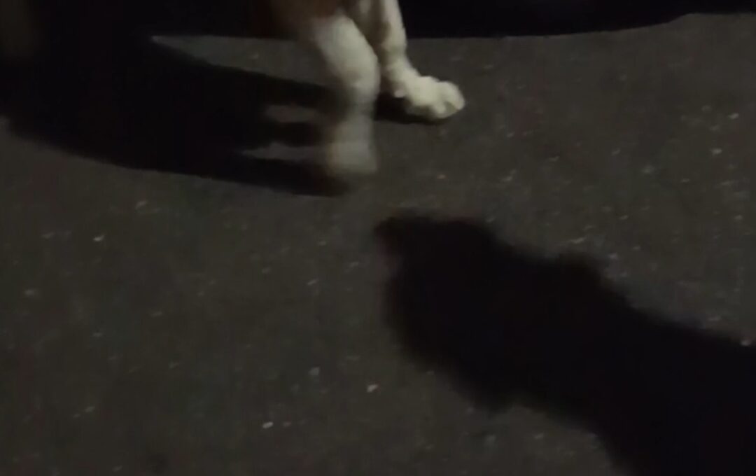 Paternò. Chi lo riconosce.