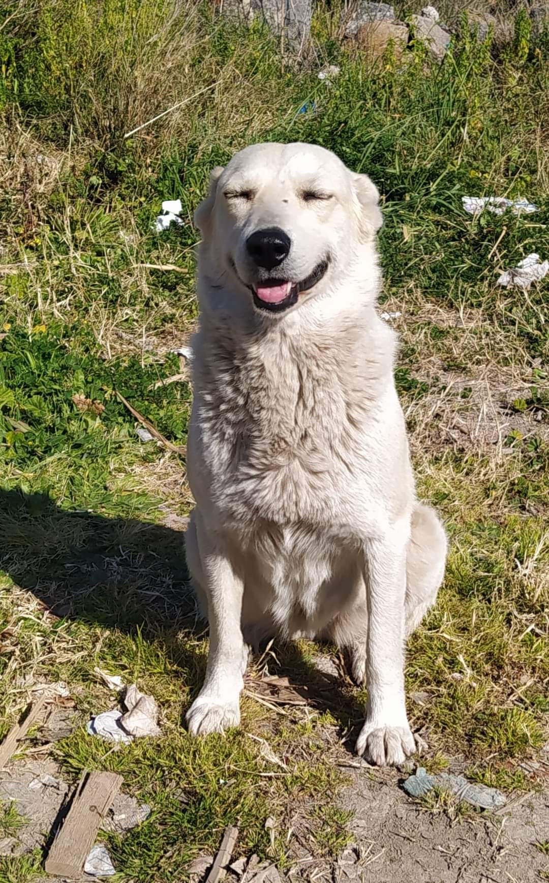 PATERNO'. AIUTATEMI A RITROVARE "PRINCIPESSA"