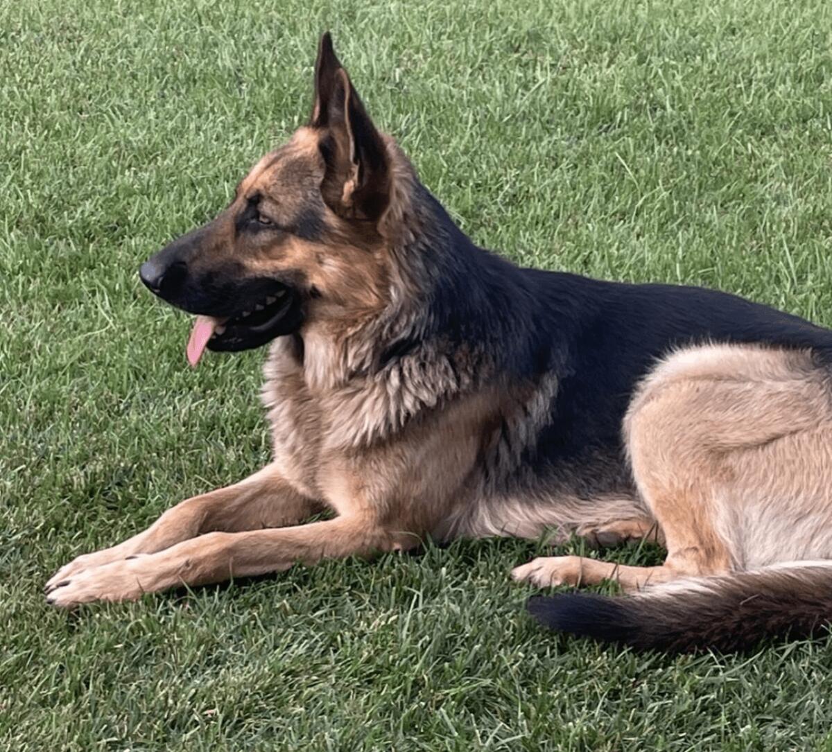 RICOMPENSA PER IL RITROVAMENTO DI ARES, PASTORE TEDESCO DI 18 MESI" - 