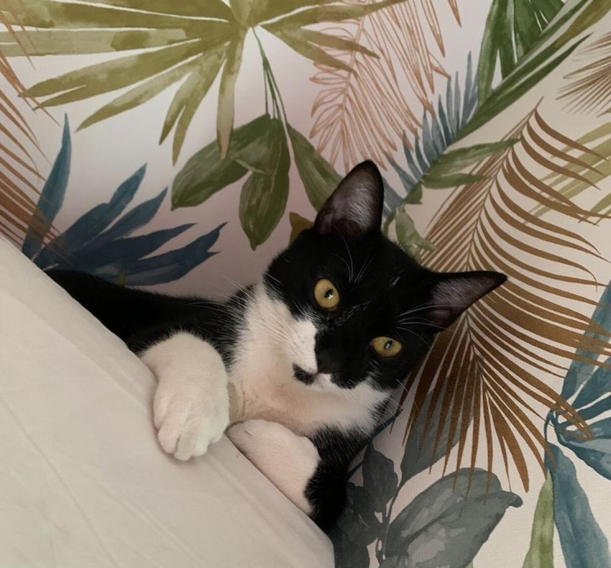 PATERNO' AIUTATEMI A RITROVARE SILVESTRO - 