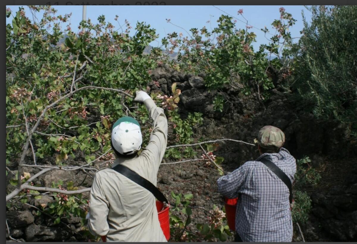 BRONTE: INIZIATA LA RACCOLTA DEL PISTACCHIO, ANCORA OGGI COME 100 ANNI FA TUTTO SI FA MANUALMENTE - 