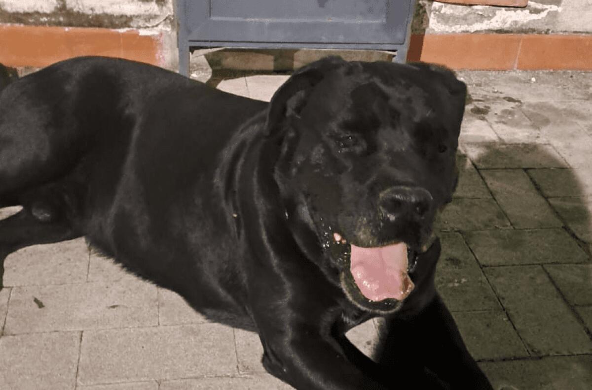 PATERNO'. CHI LO RICONOSCE, SI AGGIRA IN VIA VITTORIO EMANUELE ALTA - 