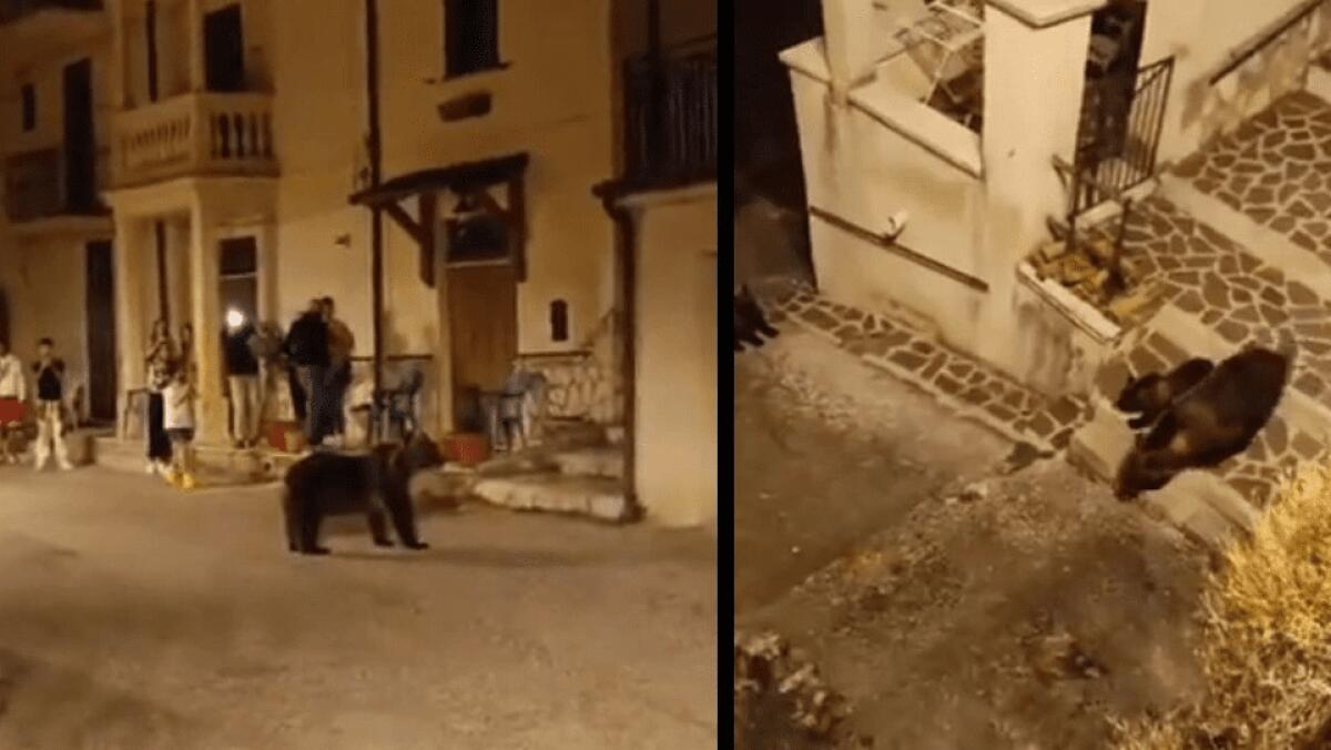 UCCISA A FUCILATE L'ORSA AMARENA IN ABRUZZO. L'UOMO CHE HA SPARATO: 'HO AVUTO PAURA' - 