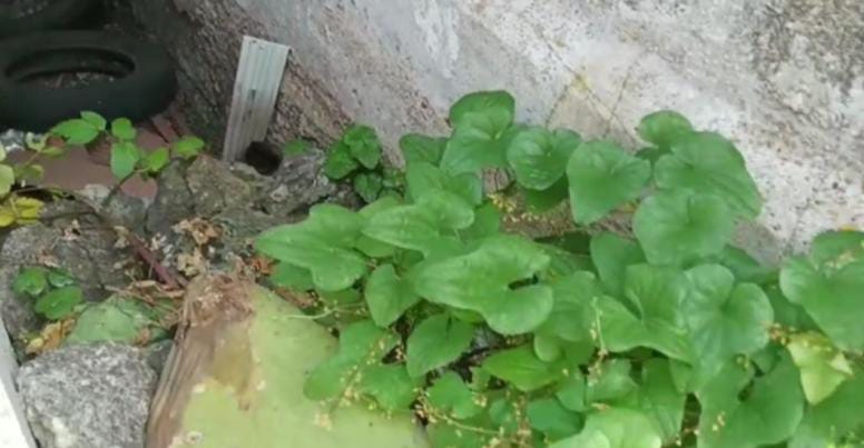 ACQUEDOTTO ROMANO DI CATINA: SEGNALAZIONE DELL'ARCHEOCLUB D'ITALIA APS PATERNÒ SULLO STATO DI CONSERVAZIONE