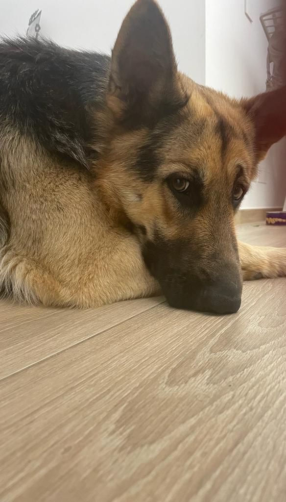 RICOMPENSA PER IL RITROVAMENTO DI ARES, PASTORE TEDESCO DI 18 MESI"