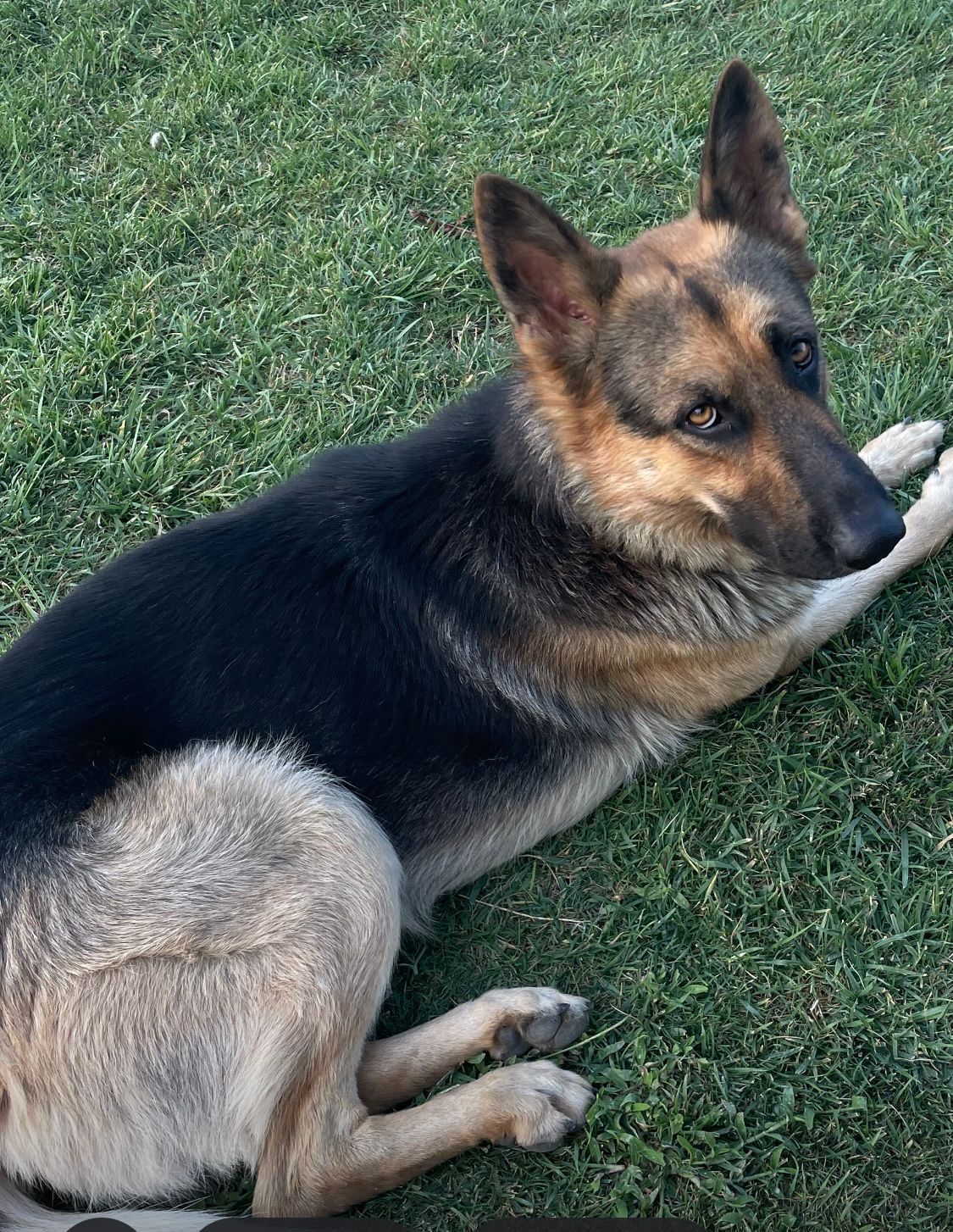 RICOMPENSA PER IL RITROVAMENTO DI ARES, PASTORE TEDESCO DI 18 MESI"