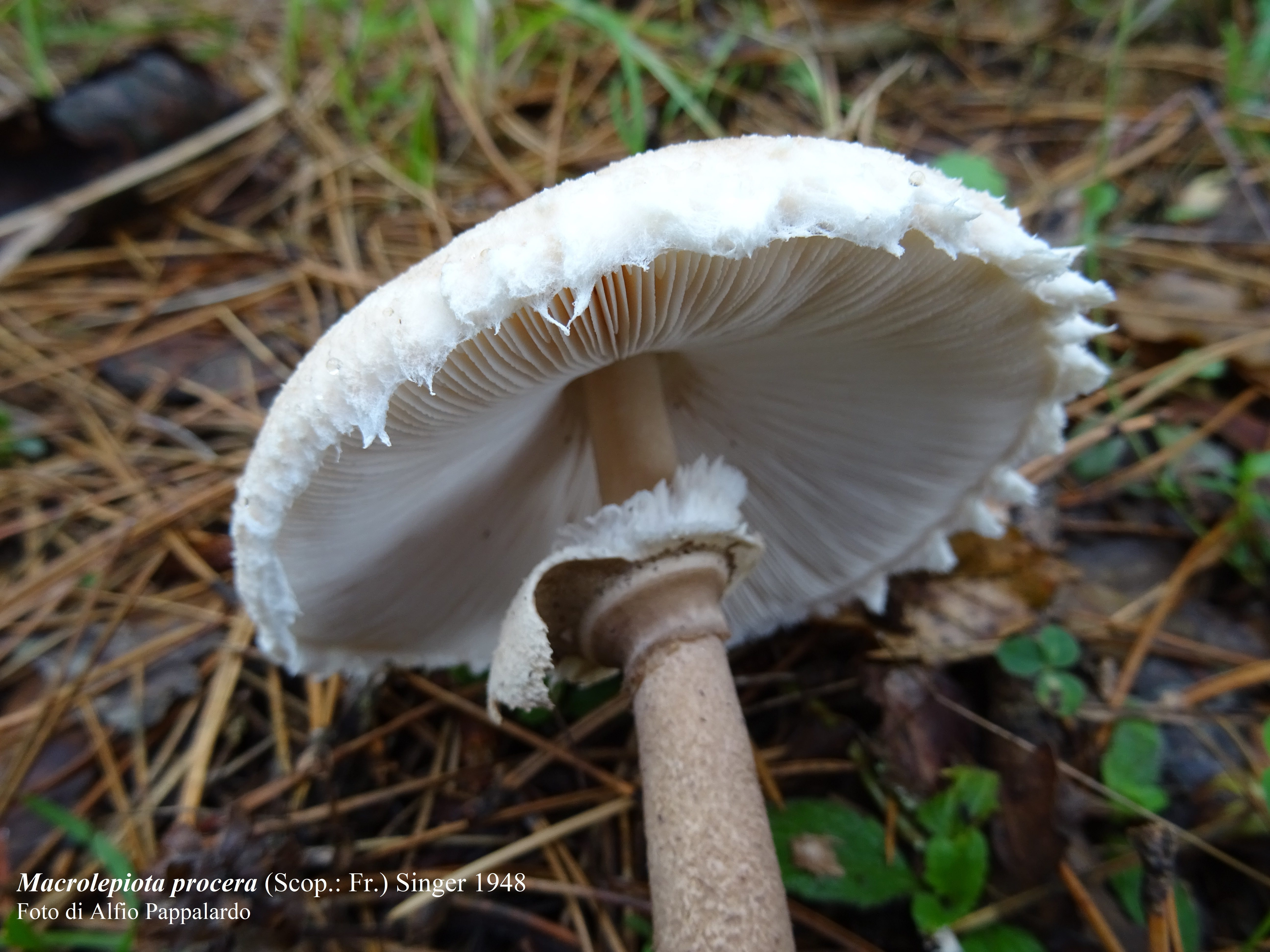 CATANIA. INTOSSICAZIONI DA FUNGHI. NOVE CASI NELLO SCORSO FINE SETTIMANA. L’APPELLO AI CITTADINI: “CONSUMATE SOLO FUNGHI CERTIFICATI DALL’ASP”POSTA IN ARRIVO