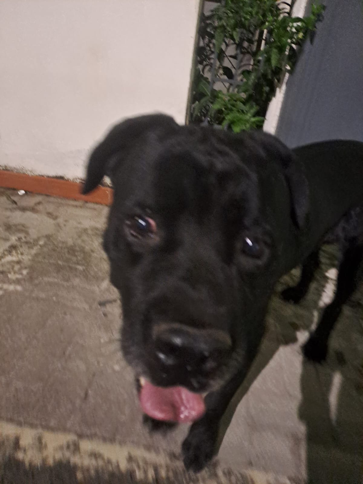 PATERNO'. CHI LO RICONOSCE, SI AGGIRA IN VIA VITTORIO EMANUELE ALTA