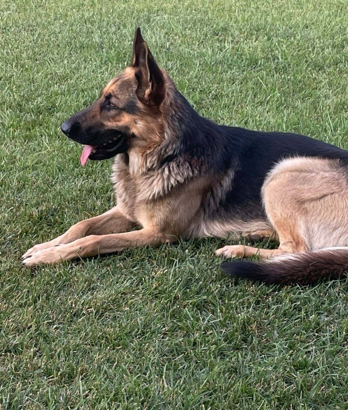 RICOMPENSA PER IL RITROVAMENTO DI ARES, PASTORE TEDESCO DI 18 MESI"