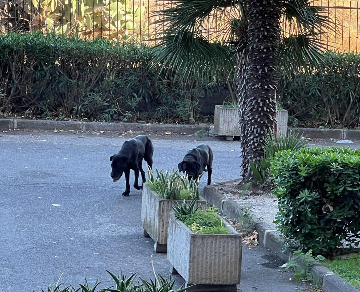 RUBRICA SOS ANIMALI: URGENTE AVVISTAMENTO DI DUE CANI CORSO - 