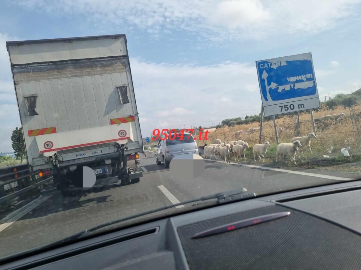 INVASIONE DI PECORE SULLA SUPERSTRADA 121: UNO STRANO EPISODIO A VALCORRENTE - 