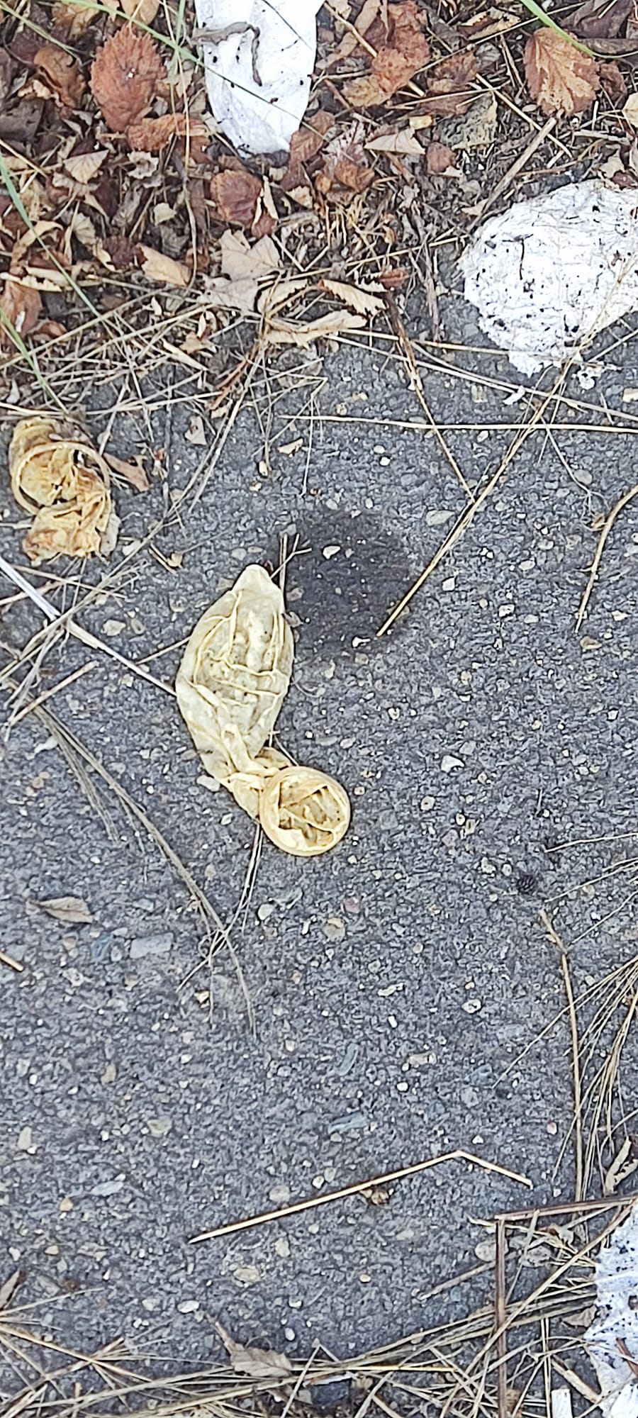 SAN GIOVANNI LA PUNTA: SEGNALATA DISCARICA ABUSIVA VICINO ISTITUTO COMPRENSIVO