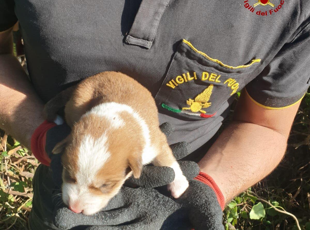 CUCCIOLI DI CANE INTRAPPOLATI FRA I ROVI A MASCALUCIA, SALVATI DA VIGILI DEL FUOCO - 