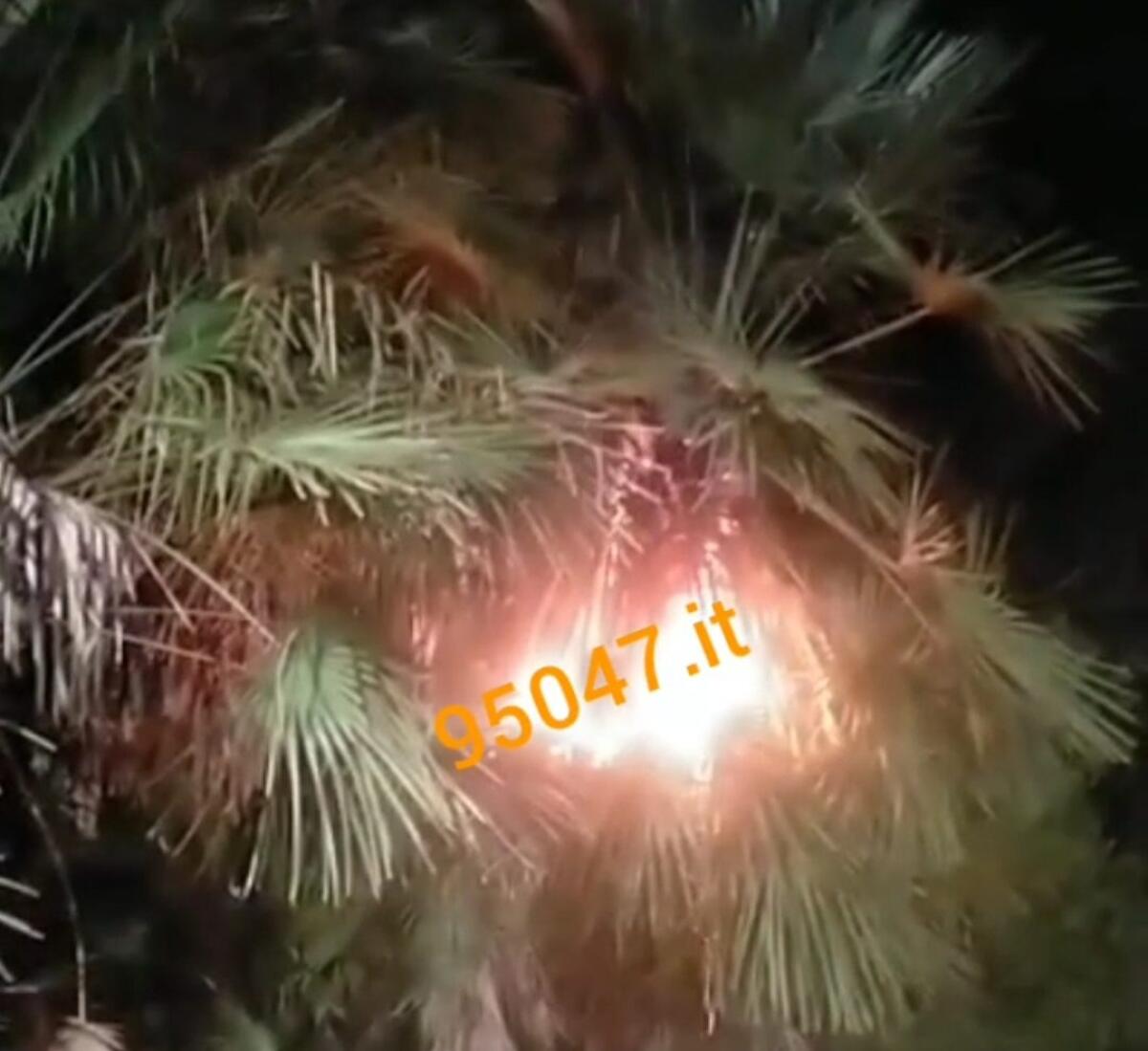 PATERNO'- VANDALI IN AZIONE: A FUOCO UNA PALMA DELLA VILLA COMUNALE - 