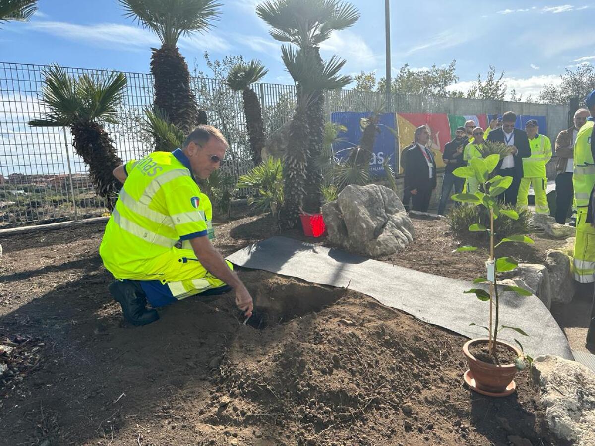 ANAS E CARABINIERI PIANTANO L'ALBERO DUPLICATO DI FALCONE A MISTERBIANCO - 