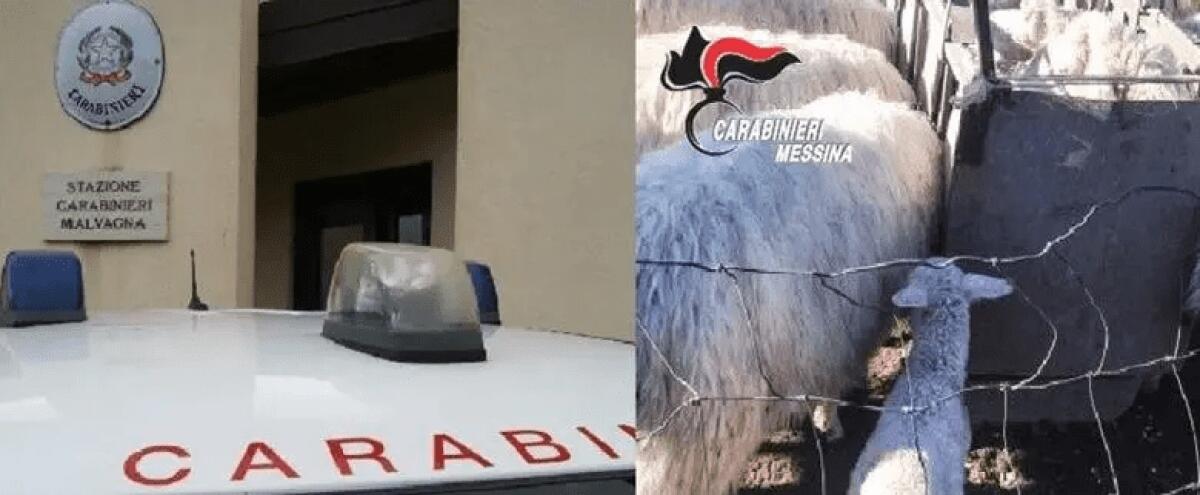 MOIO ALCANTARA, SORPRESI A RUBARE BESTIAME: 4 PERSONE ARRESTATE DAI CARABINIERI - 