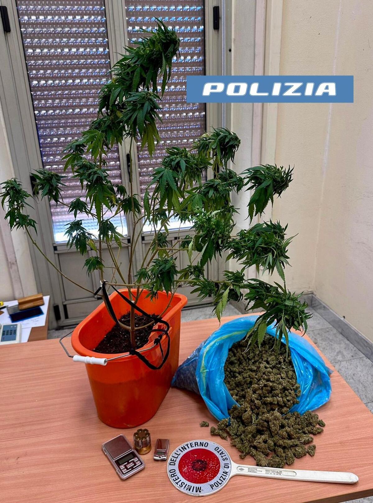 GLI TROVANO IN CASA QUASI UN CHILO DI MARIJUANA: ARRESTATO AD ACIREALE - 