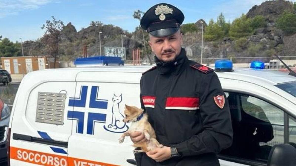 CATANIA. SALVATO “CICCINO” UN CAGNOLINO CHIUSO NELLA NOTTE NELL’AUTO DEL PADRONE - 
