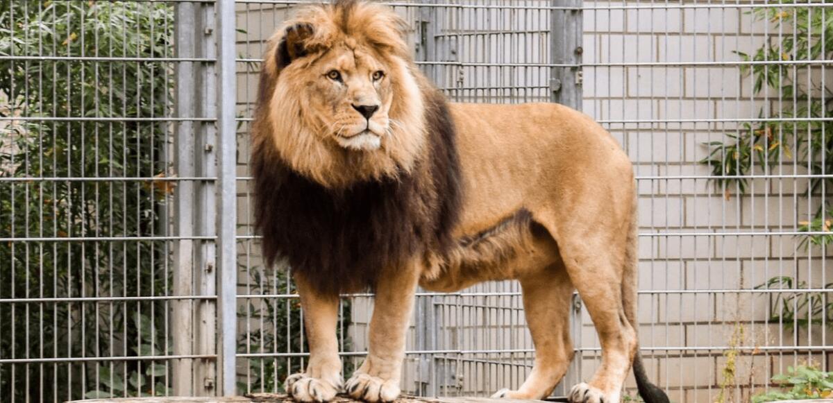 LADISPOLI: LEONE SCAPPA DAL CIRCO IN CITTÀ, IL SINDACO “NON USCITE DI CASA” - 