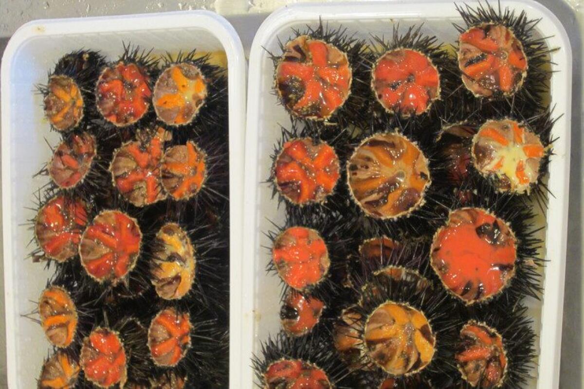 TROPPA PESCA ABUSIVA, IN SICILIA I RICCI SI STANNO ESTINGUENDO - 