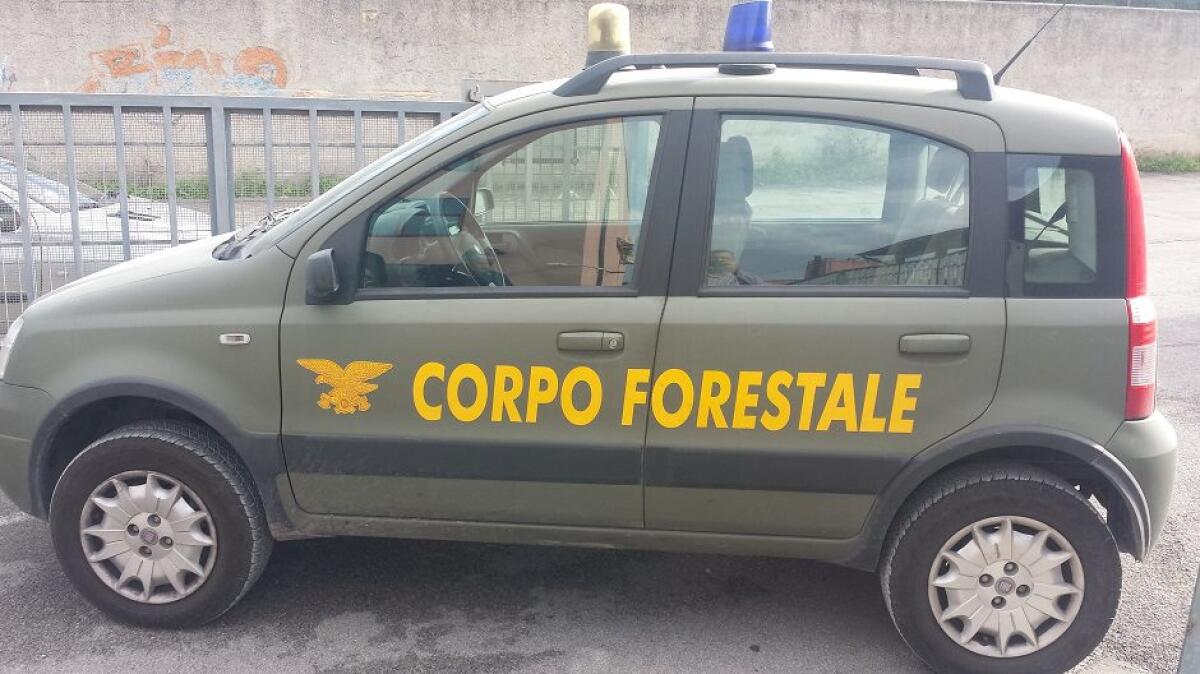 SICILIA. IN 20MILA PER UN POSTO ALLA FORESTALE: «SPUNTA PRIMO IN LISTA IL FIGLIO DELL’EX CAPO, SCATTA VERIFICA DALLA REGIONE» - 