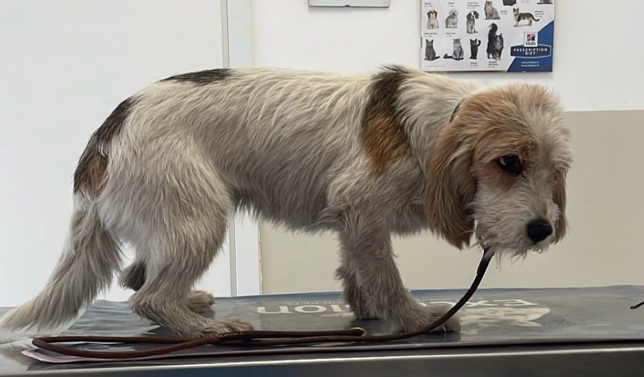 RUBRICA SOS ANIMALI. PATERNO' AIUTO URGENTE PER DUE CANI SMARRITI