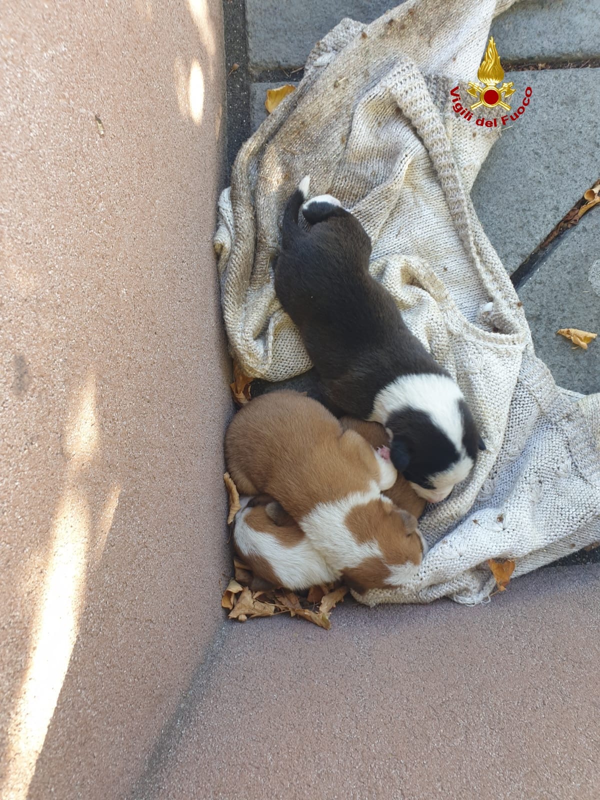 CUCCIOLI DI CANE INTRAPPOLATI FRA I ROVI A MASCALUCIA, SALVATI DA VIGILI DEL FUOCO
