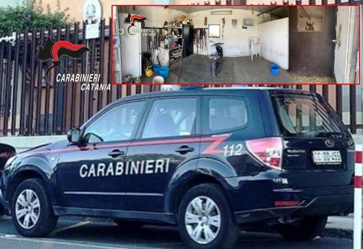 SCOPERTA A BIANCAVILLA STALLA ILLEGALE. SEQUESTRATE GALLINE E CAPRETTE, SANZIONATA LA TITOLARE