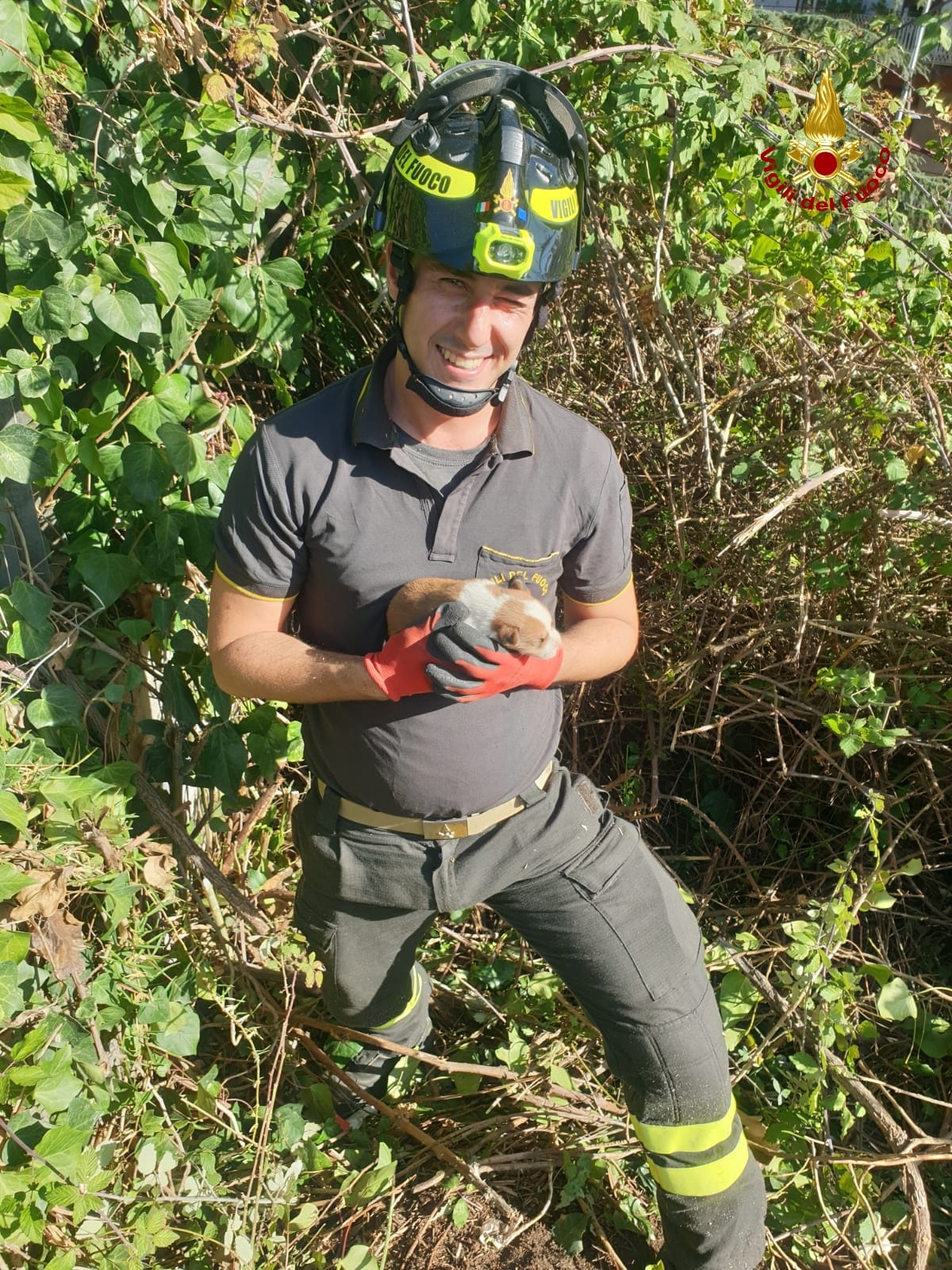 CUCCIOLI DI CANE INTRAPPOLATI FRA I ROVI A MASCALUCIA, SALVATI DA VIGILI DEL FUOCO