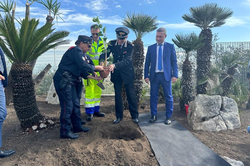 ANAS E CARABINIERI PIANTANO L'ALBERO DUPLICATO DI FALCONE A MISTERBIANCO